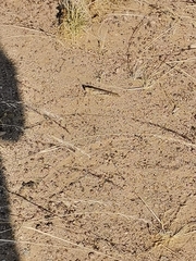 Schistocerca gregaria flaviventris