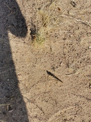 Schistocerca gregaria flaviventris