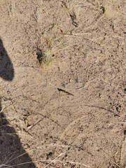 Schistocerca gregaria flaviventris