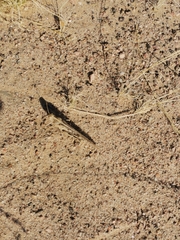 Schistocerca gregaria flaviventris