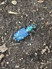 Cicindela depressula
