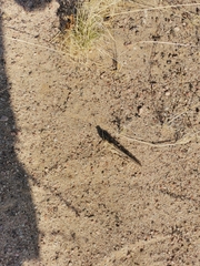 Schistocerca gregaria flaviventris