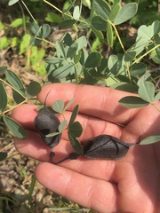 Baptisia australis aberrans