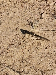 Schistocerca gregaria flaviventris