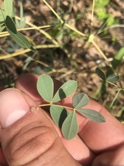 Baptisia australis aberrans