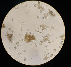 Gonatozygon monotaenium