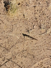 Schistocerca gregaria flaviventris