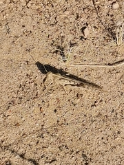 Schistocerca gregaria flaviventris