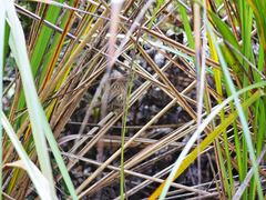 Poodytes punctatus vealeae