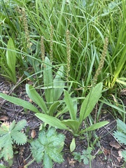 Plantago tweedyi