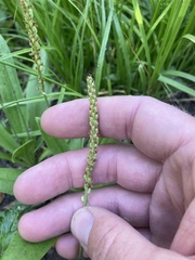 Plantago tweedyi