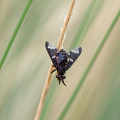 Chrysops pachycerus