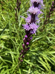 Liatris helleri