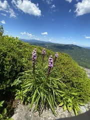 Liatris helleri