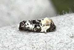 Phalonidia memoranda