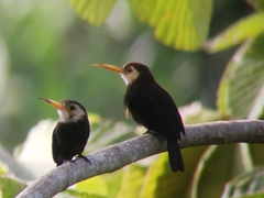 Brachygalba albogularis