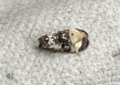 Phalonidia memoranda