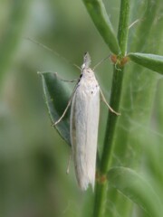 Pleurota pyropella