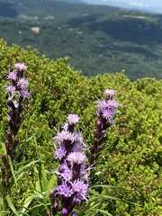Liatris helleri