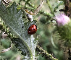 Coccinella septempunctata