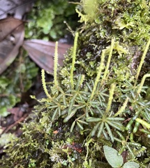 Peperomia swartziana
