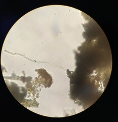 Oscillatoria redekei