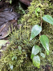 Peperomia swartziana