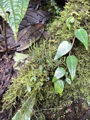 Peperomia swartziana