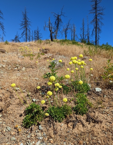 Image of Eriogonum hirtellum by (c) Dominic Gentilcore, some rights reserved (CC BY)