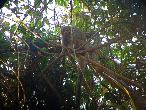 Pale Titi