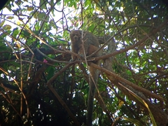 Plecturocebus pallescens