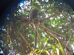 Plecturocebus pallescens