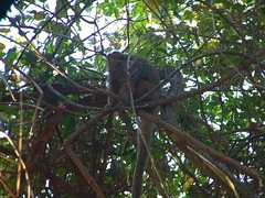 Plecturocebus pallescens