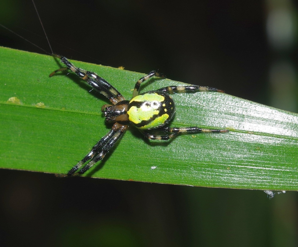 Dubiepeira amacayacu