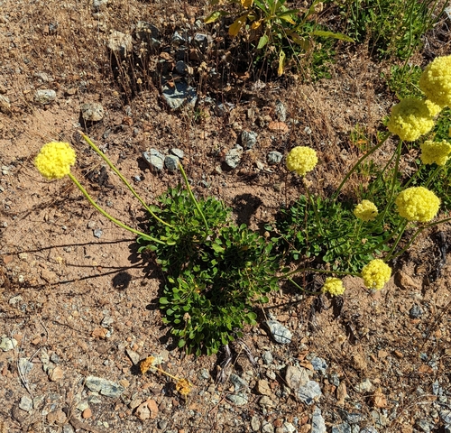 Image of Eriogonum hirtellum by (c) Dominic Gentilcore, some rights reserved (CC BY)