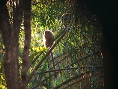 Plecturocebus pallescens