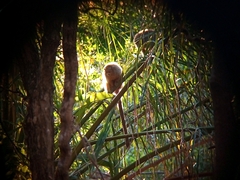 Plecturocebus pallescens