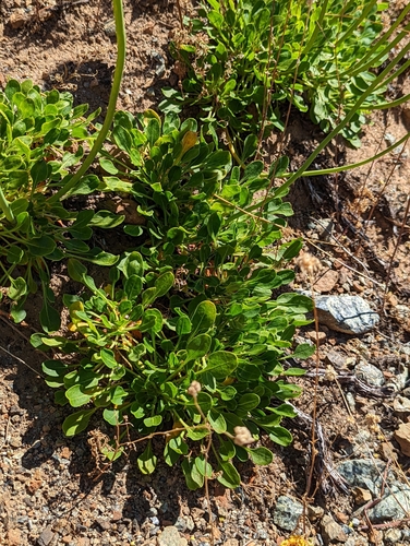 Image of Eriogonum hirtellum by (c) Dominic Gentilcore, some rights reserved (CC BY)