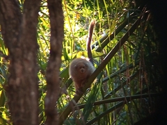 Plecturocebus pallescens