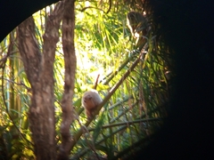 Plecturocebus pallescens