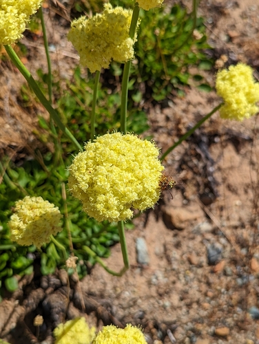 Image of Eriogonum hirtellum by (c) Dominic Gentilcore, some rights reserved (CC BY)