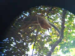 Plecturocebus pallescens