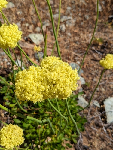 Image of Eriogonum hirtellum by (c) Dominic Gentilcore, some rights reserved (CC BY)