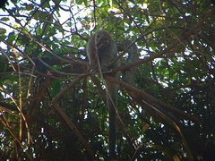 Plecturocebus pallescens