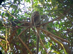 Plecturocebus pallescens