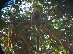 Plecturocebus pallescens