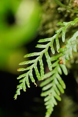 Notogrammitis heterophylla