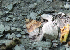 Zanclognatha laevigata