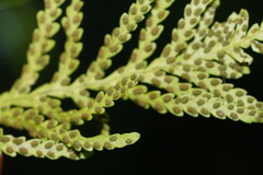 Notogrammitis heterophylla