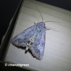 Hypocala deflorata